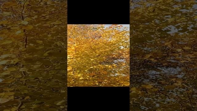 золото Осени