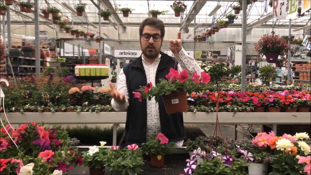 Petunia, potunia y surfinia. Diferencias y cuidados.