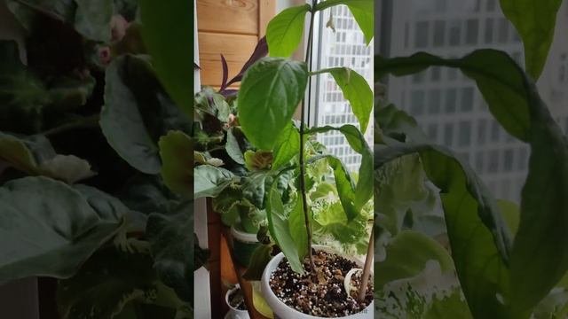 пахистахис на фитильном поливе