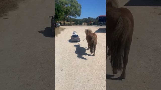 1-Year-Old Pulls Pony Behind Electric Car   ViralHog