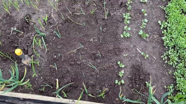 Лук ЭКСИБИШЕН!!! ? Как я выращиваю гигантский лук!!!