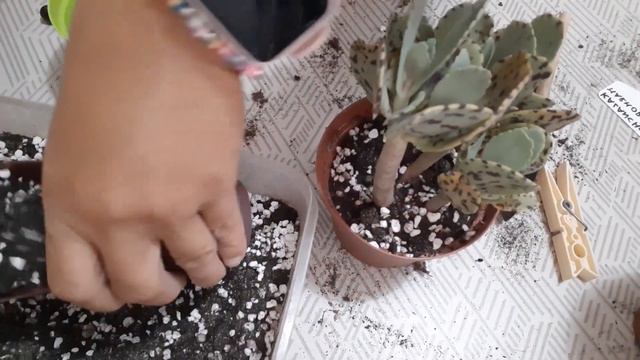 Kalanchoe marmorata