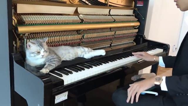 Howl's Moving Castle OST With Melodica (Merry Go Round Of Life - Joe Hisaishi) | WATCH NOW