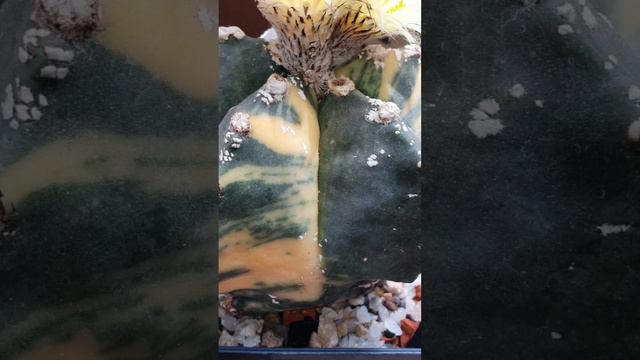 Astrophytum myriostigma