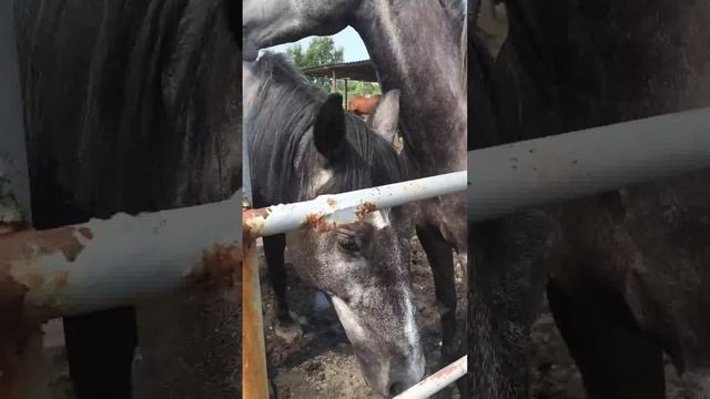 Лошади первое знакомство