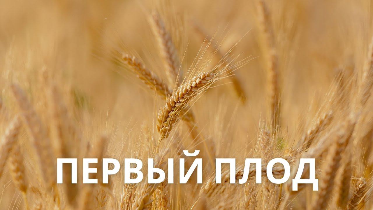 ПЕРВЫЙ ПЛОД