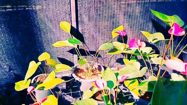 Selling Anthurium Plants 🌹🌹