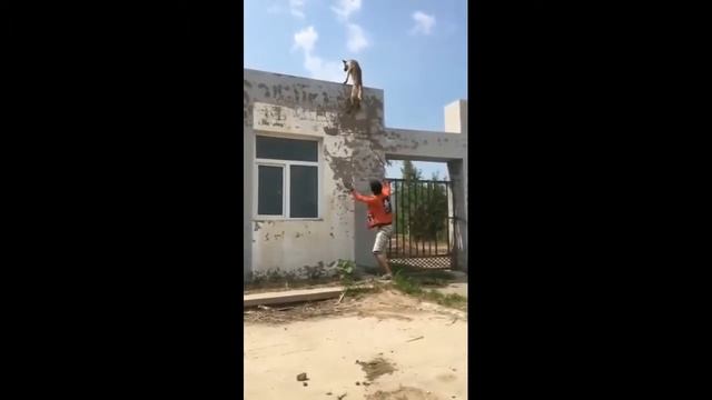 ШОК! СМОТРЕТЬ ВСЕМ! САМАЯ УМНАЯ СОБАКА В МИРЕ! THE MOST TALANTED DOG IN THE WORLD!