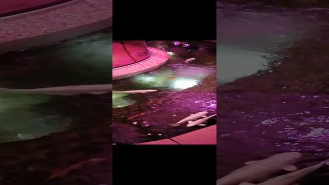 Краснодарский Парк. Очень красивый.mp4