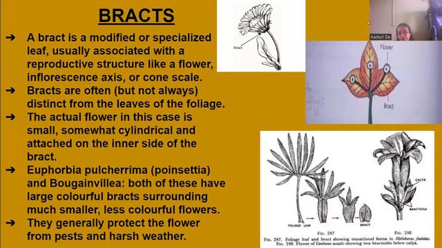 The Flower, Part I, ICSE, Class 9