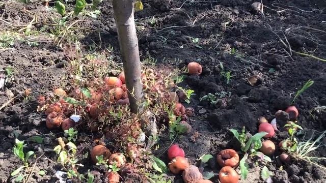 Красивая бабочка и гнилые яблоки
