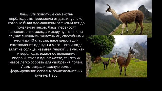 Культура Инков. Реферат Теряева Артура. 10/2014г.