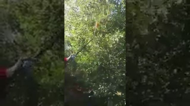 Как быстро сорвать груши с высоких веток.