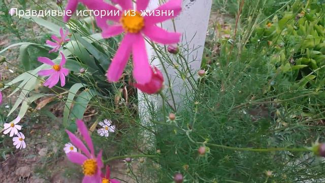📕 Унижение девушки им дорого обошлось ... История из жизни.