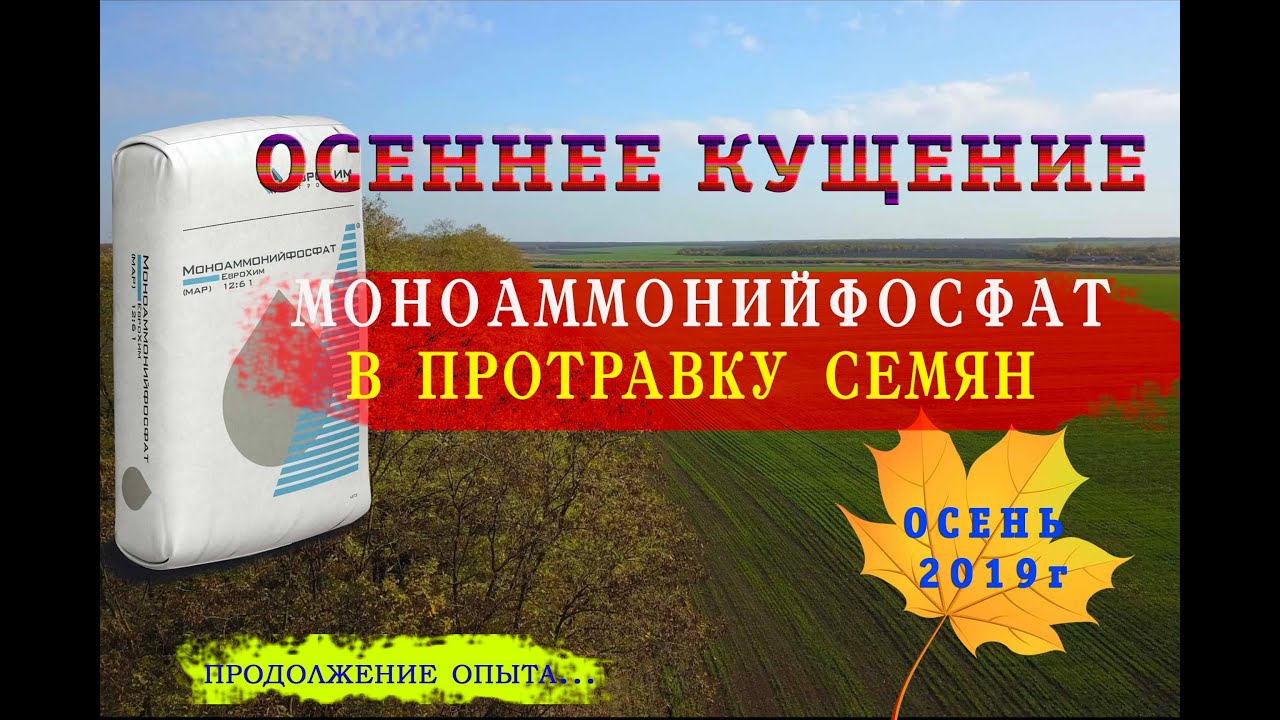 Моноаммонийфосфат опыт на озимой пшенице. Питание протравки