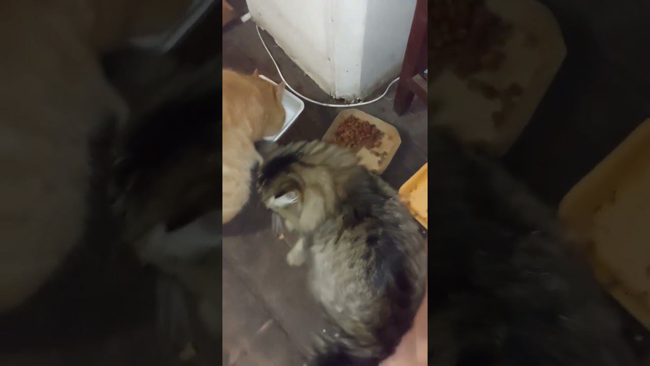 Котики кушают  #коты #cats #shortsvideo