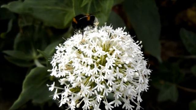Bumble Bee on Padstow Pride Flower Centranthus Ruber 'Albus' Red Valerian (White Form) Cornwall