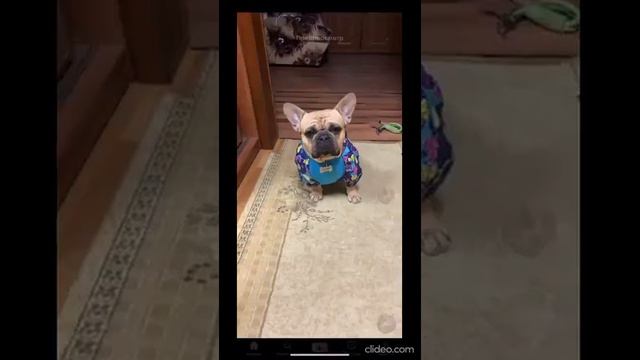 САМЫЕ СМЕШНЫЕ КОТЫ И СОБАКИ НА ЮТУБЕ/ ПОДБОРКА МИЛЫХ ЖИВОТНЫХ/ КОТЫ И СОБАКИ 2022/ Я РЖАЛ ЦЕЛЫЙ ЧАС
