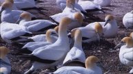 Животные красота