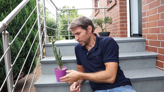 Opuntia subulata Kaktus Pflege Austrocylindropuntia Subulata Gießen Düngen Standort Überwintern