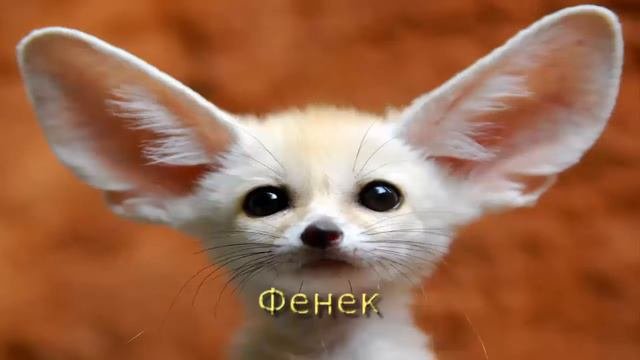 ТОП 5 МИЛЕЙШИХ ЖИВОТНЫХ МИРА