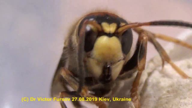 Щершень Мой Милый Шершень? Hornet My Lovely Hornet!