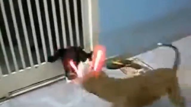 Кот Джедай дерется против собак!
