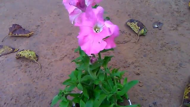 23 How to grow petunia flowers plant-winter flower-january 2016