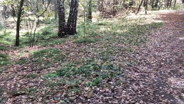 Хотел белку ?️ покормить, но место "держат" голуби ?️?