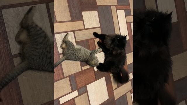 Кошачьи игры