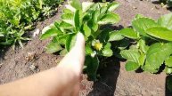 Земляника Кокетка из семян в конце июля