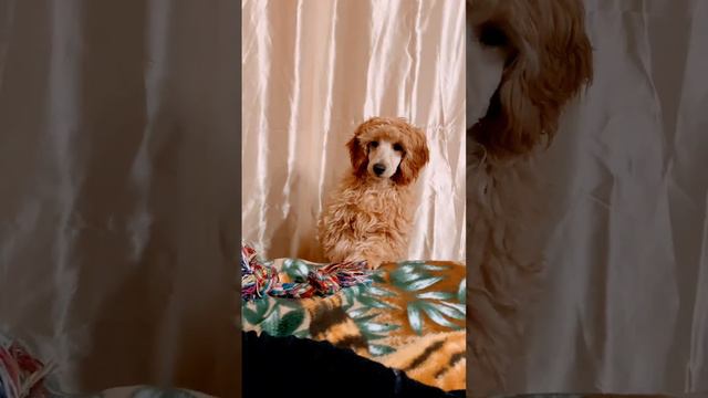 Карликовый пудель #пудель #poodle #мультик #собаки