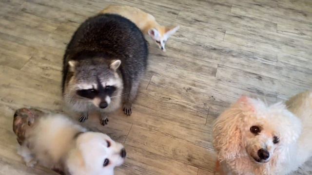 What vitamins do we give to all animals