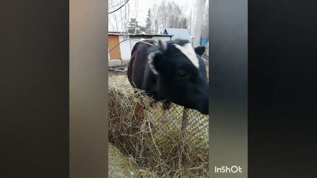 Бычок Борька
