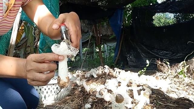 Bamboo mushroom picking.