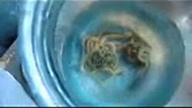 МОРСКОЙ ЛИМАНСКИЙ ЧЕРВЬ