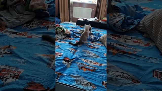 поединок кота и йорка.mp4