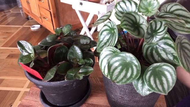 Leaf Deformity In Succulents Caused By Calcium Deficiency Part 1