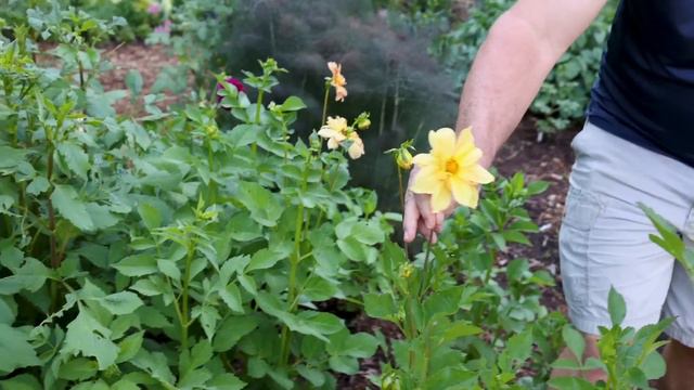 May Garden Tour - Hydrangea Time, Spirea, Dahlias, Dogwood, Clematis