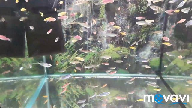 Продажа аквариумных рыб в Аква Маркете