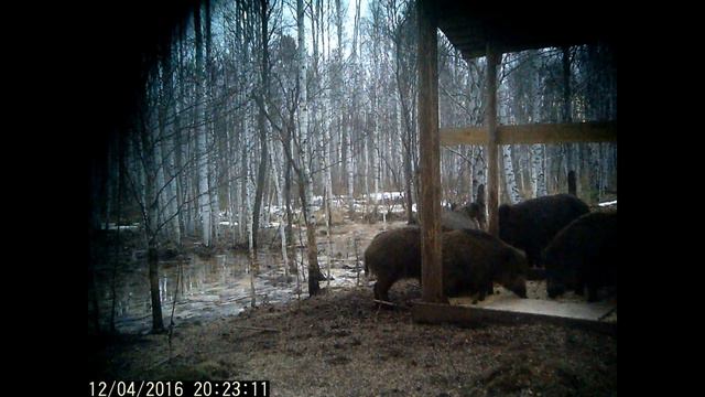 Видео с фотоловушки Кабаны на прикормочной площадке на кормовом поле