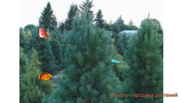 Сосна веймутова Фастигиата pinus strobus fastigiata ? обзор: как сажать саженцы сосны Фастигиата