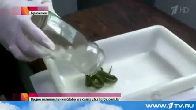 Змея напала на ребёнка