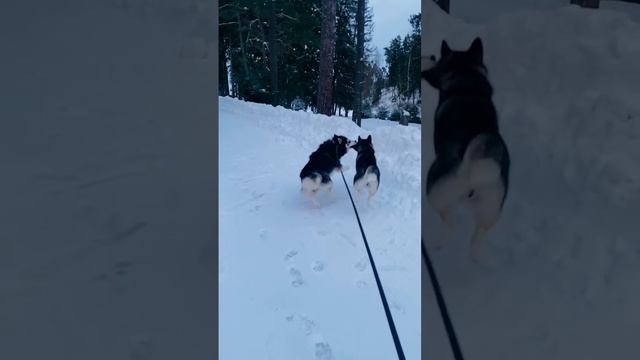 BOOM  BOOM врезались #funny #dogs  #shortvideo