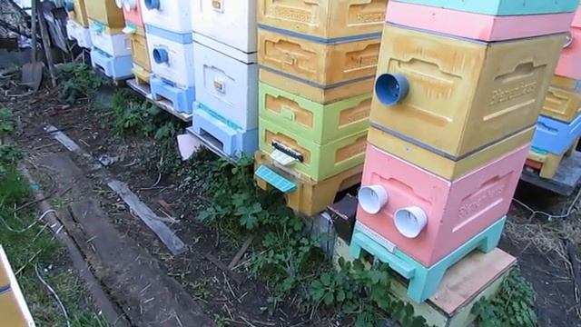 май на пасеке - как пчеловод в мае может потерять семью пчел и остаться без меда
