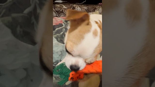 хищная собака Зайка #shorts #чихуахуа #прикол #юмор