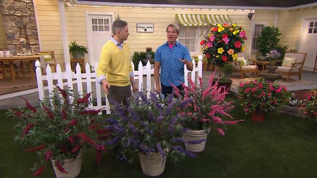 Cottage Farms 3-piece Garden Idols Butterfly Bush Collection with Courtney Cason