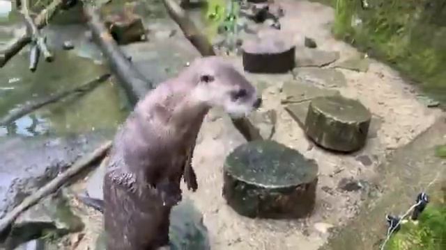 Meet the River Otters