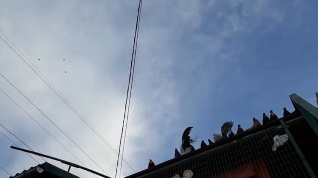 Голуби. Музыка. Январь. Юго-запад. 2022.
