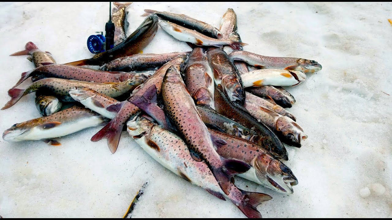 Закрытие сезона твердой воды 2021. Зимняя рыбалка на ленка на остатках льда.
